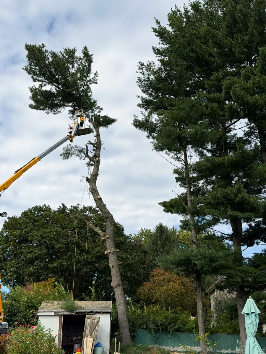 Worker on an elevated platform cutting sections from a tall tree