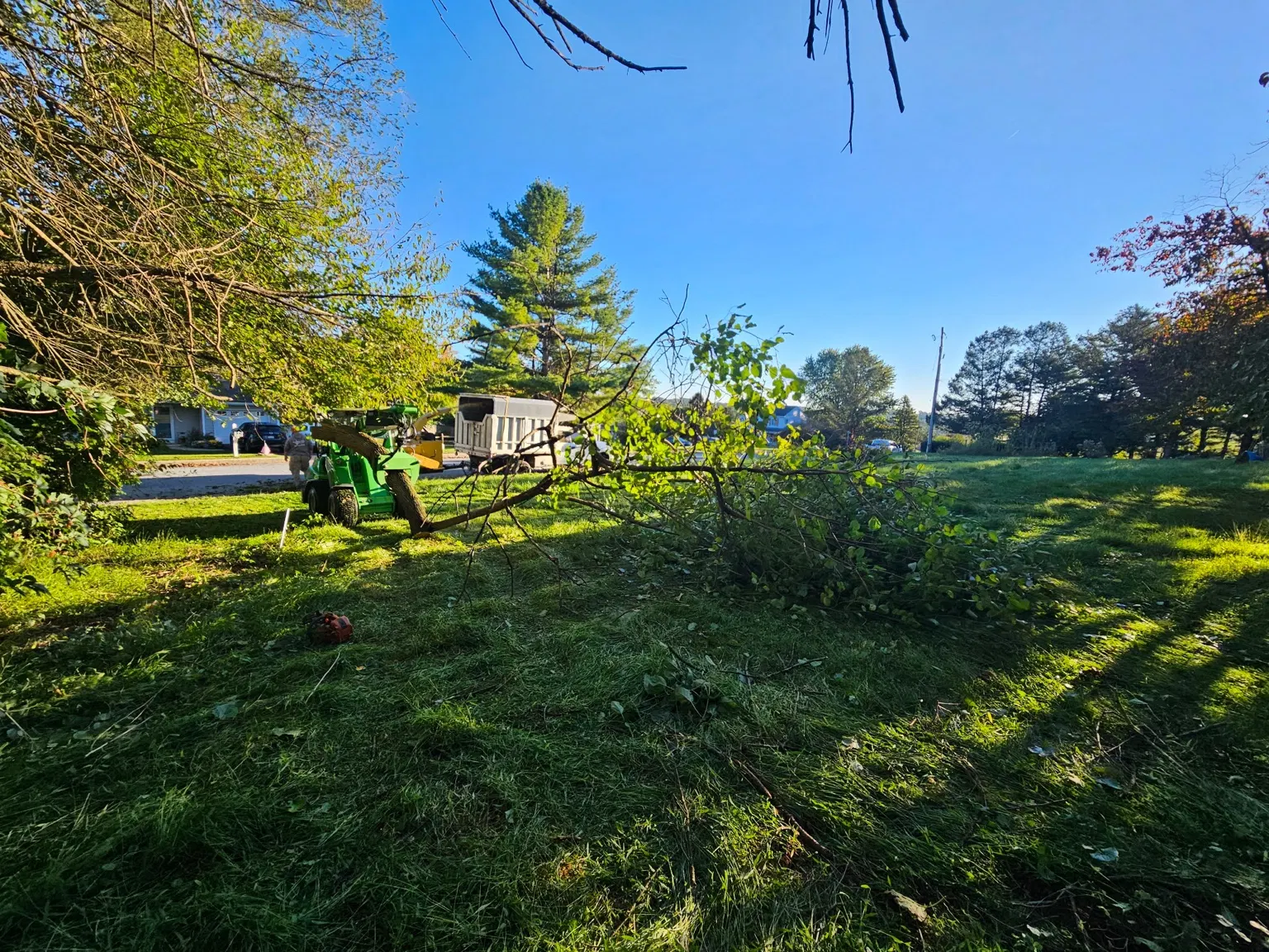 Compact loader beside cut branches during tree and brush cleanup