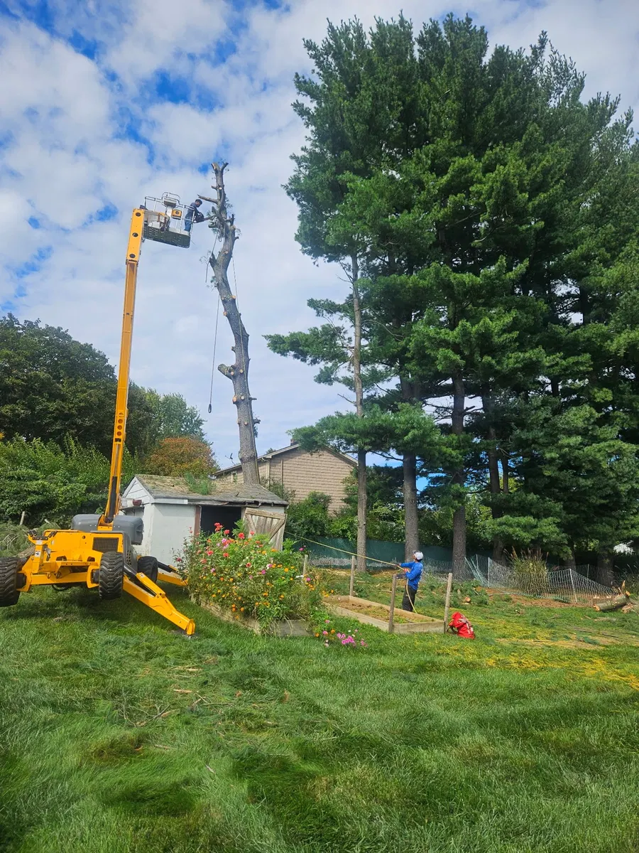 Tree worker on an elevated platform beside a tall tree near a house