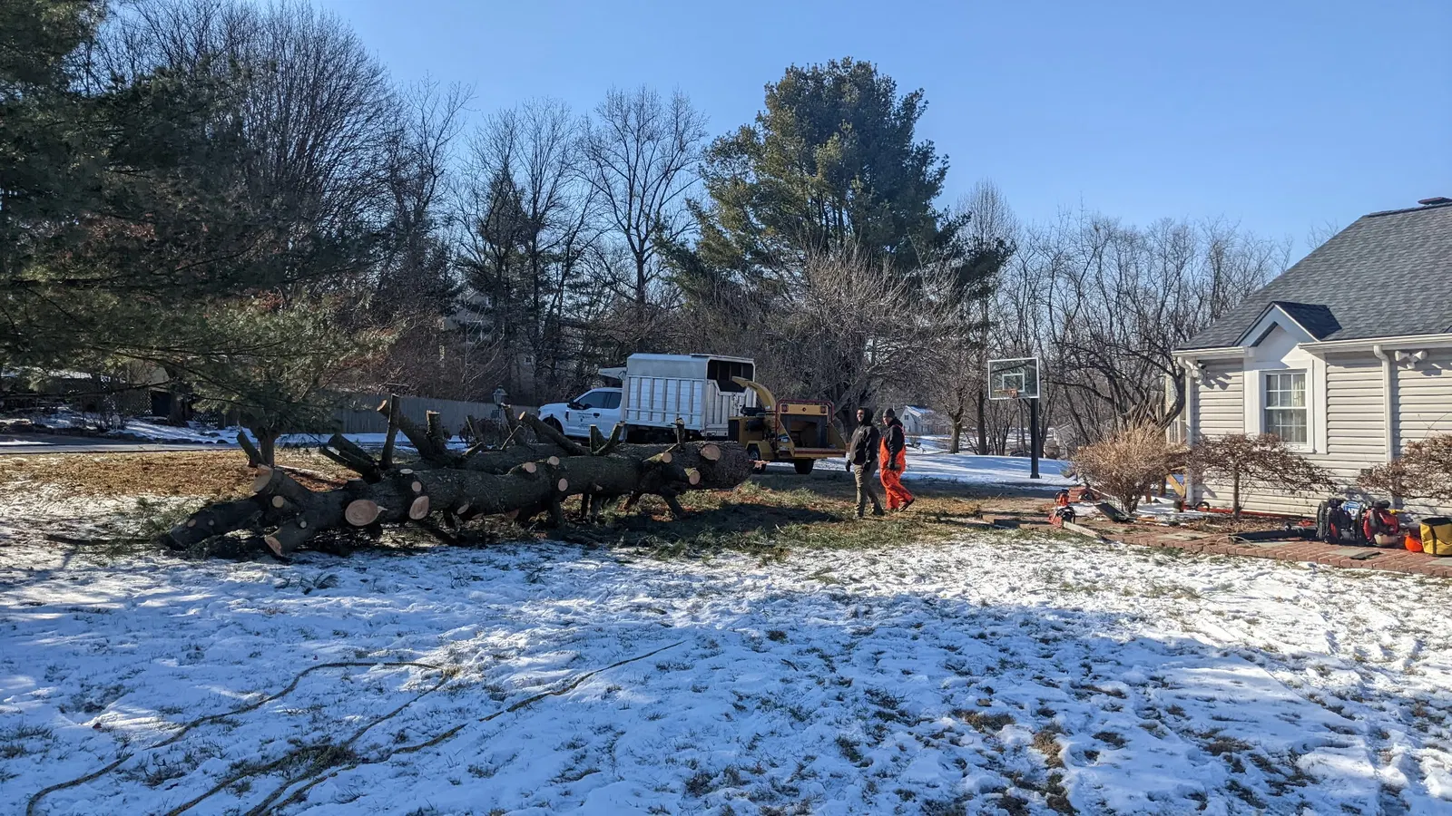 Cut logs and tree branches on a snow covered lawn near homes